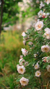 花枝