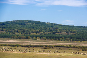 蓝天下的坝上草原牧场羊群