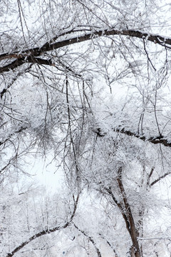 冬雪