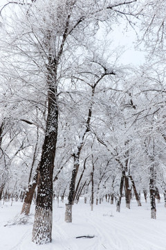 冬雪