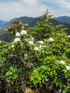 丽江老君山原始森林 高山杜鹃