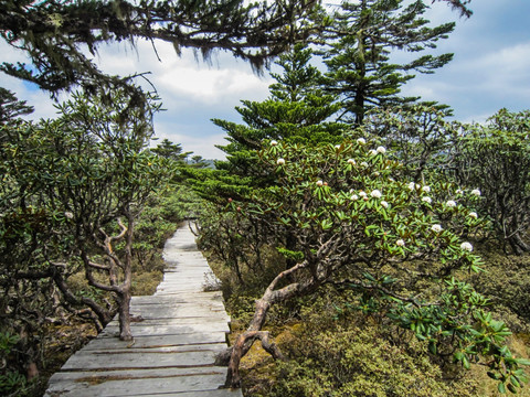 丽江老君山原始森林 高山杜鹃林
