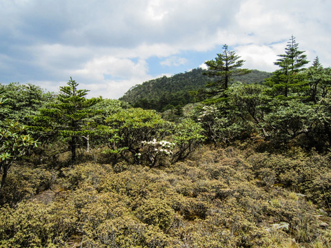 丽江老君山原始森林 高山杜鹃林