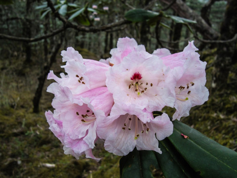 高山杜鹃花 丽江老君山