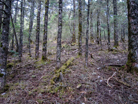 丽江老君山原始森林 高山杜鹃林