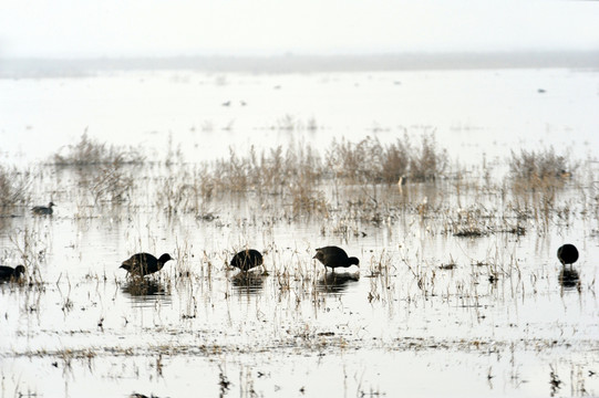 湖泊中的野鸭子