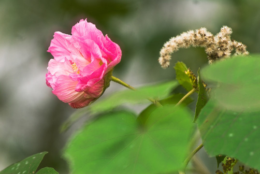 芙蓉花