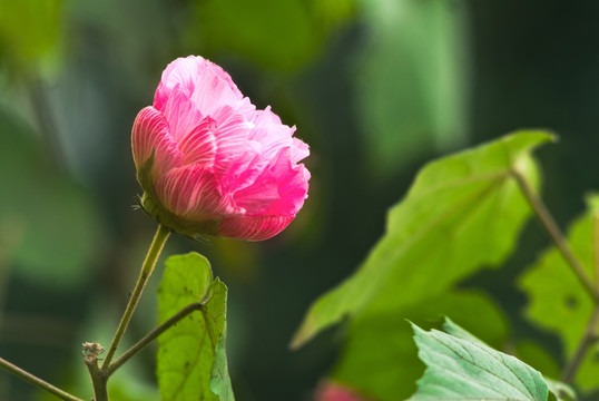 芙蓉花