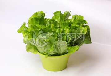 生菜
