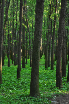 秘境 森林 树木 大树 公园