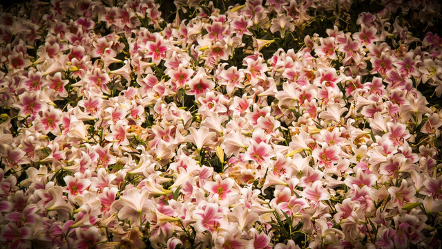 百合花
