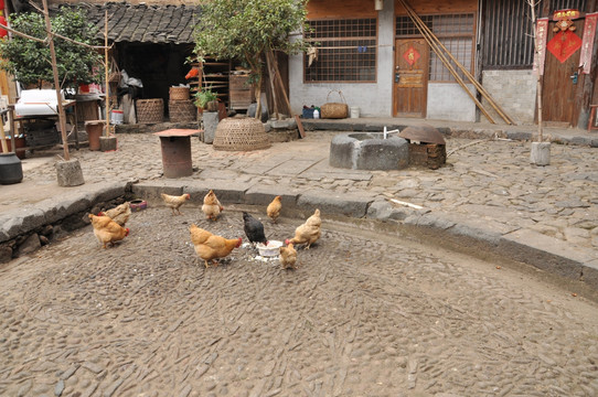 农家院里散养的鸡