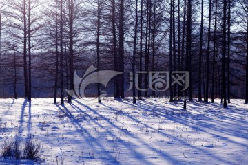 雪野松林