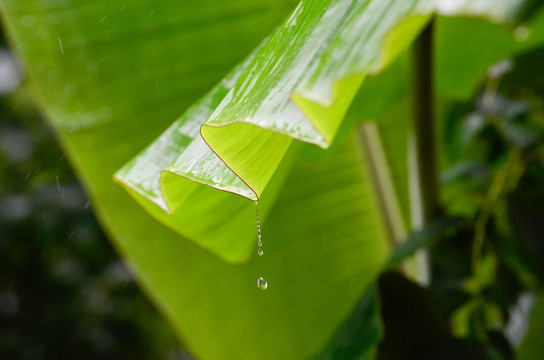 雨打芭蕉