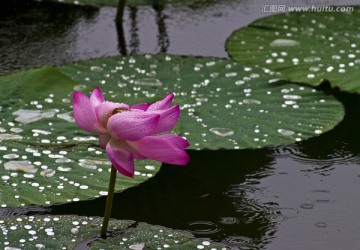 雨荷