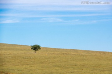 孤独的小树