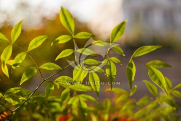 绿叶