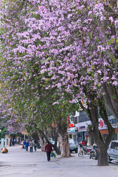 街道上的紫荆花