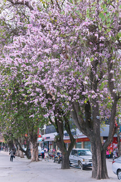 街道上的紫荆花