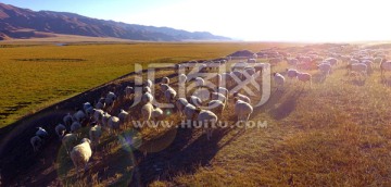 新疆山羊