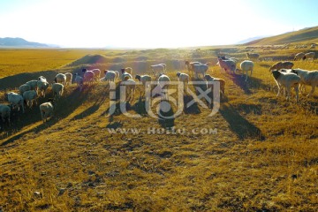新疆放牧