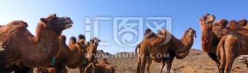 新疆骆驼