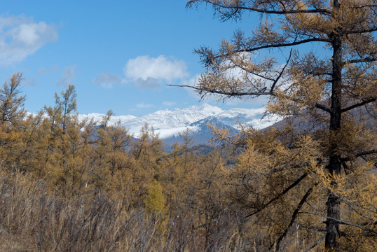 新疆阿尔泰山深秋时节的黄叶雪山