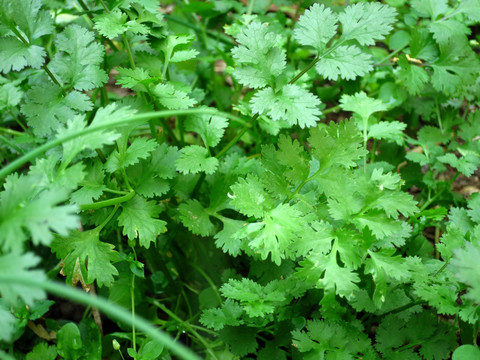 芫荽 香菜 香菜种植