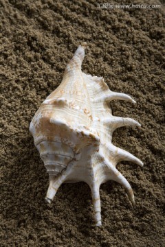 沙滩上的贝壳