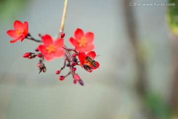 蜜蜂 红花