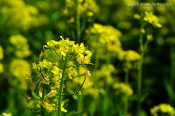 油菜花