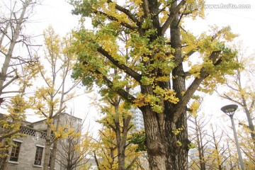 银杏树