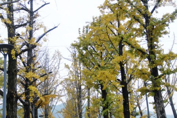 银杏树