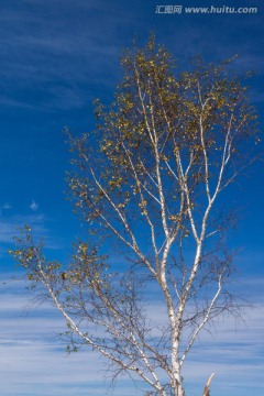 蓝天白桦树