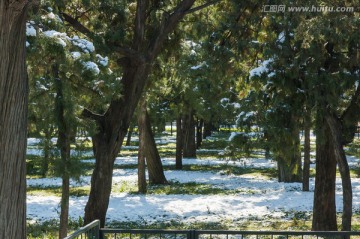 天坛松林雪景