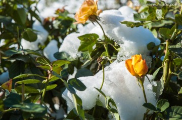 雪中黄色花朵