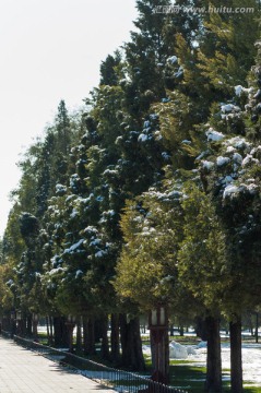 天坛松树雪景
