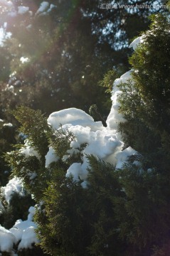 松枝上的积雪