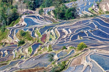 哈尼梯田