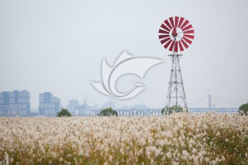 风车芦苇