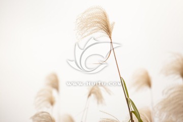 芦苇