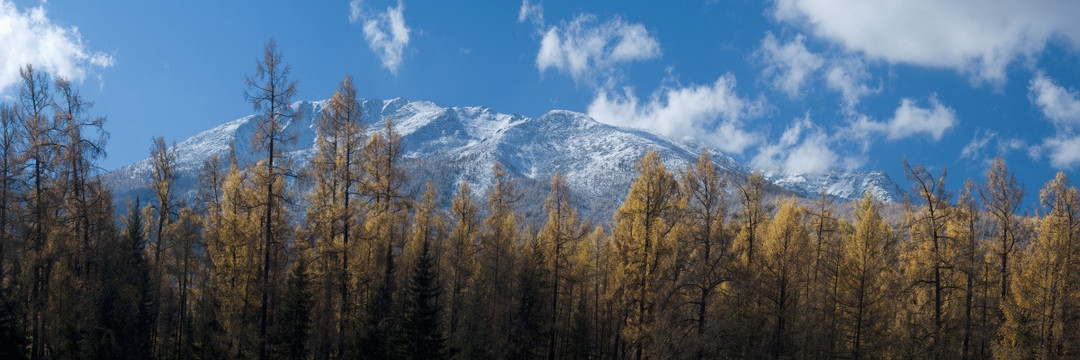 晨光熹微中显现出来的雪山松林