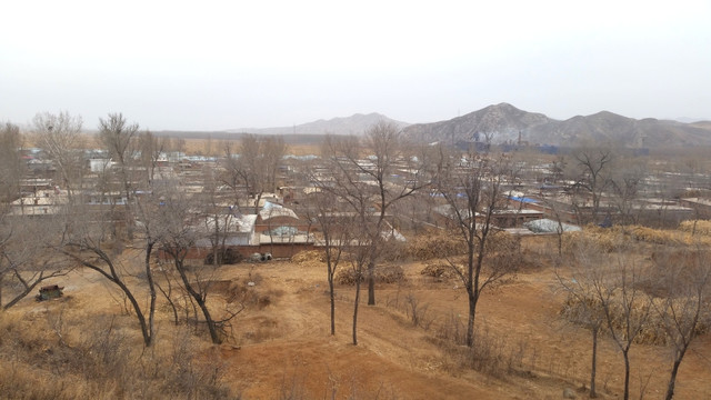 东北 黄土 高坡 大树 树枝