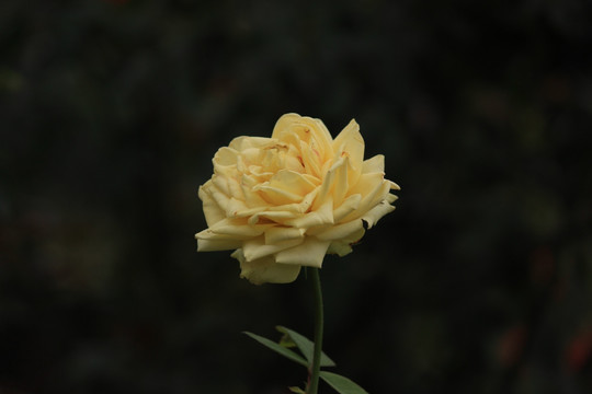 玫瑰花