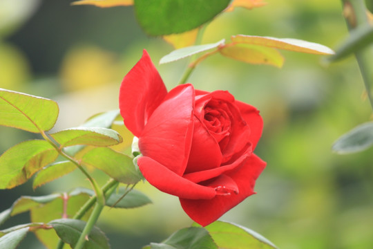 玫瑰花