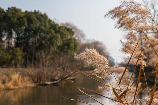 河边芦苇