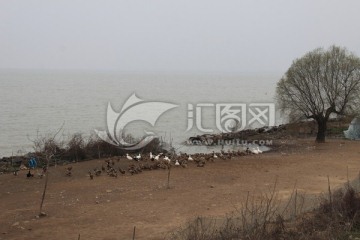 湖边养鸭