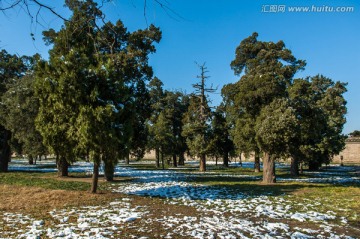 雪后阳光古树园林