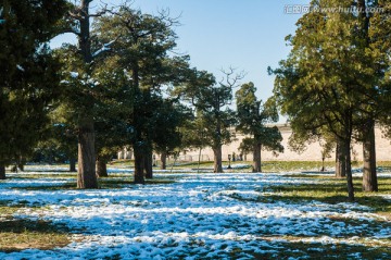 雪后阳光古树园林