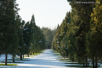 雪后林间小路